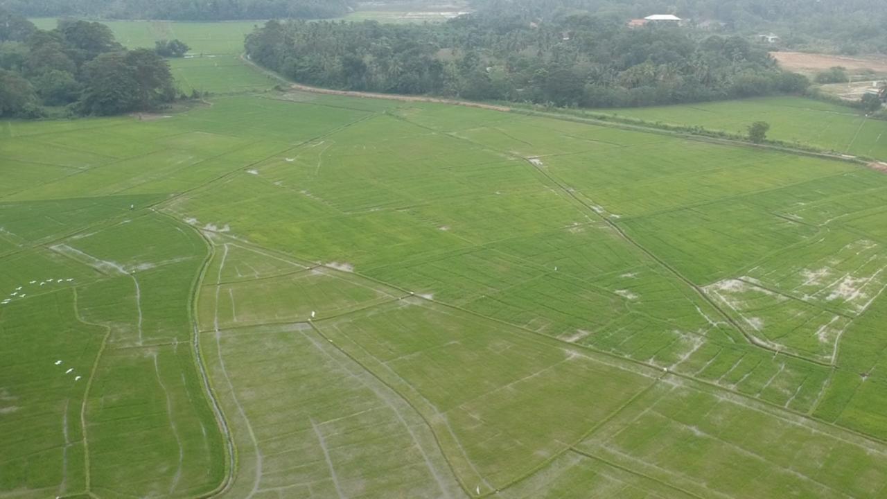 Rice Field View Home Stay Tangalle Dış mekan fotoğraf